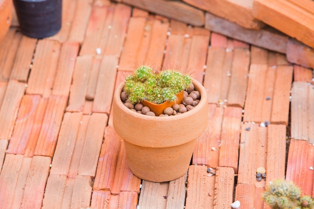 Photo un cactus en pot