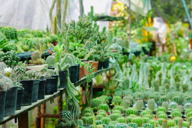 Cactus en pots disposés dans le jardin.