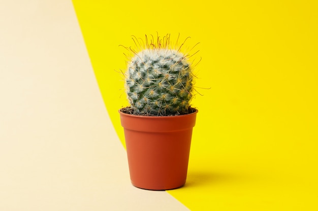 Cactus en pots sur fond bicolore, espace pour le texte