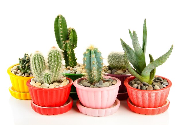 Cactus en pots isolés sur blanc