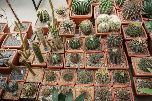 Les cactus en pots poussent dans une serre fermée.