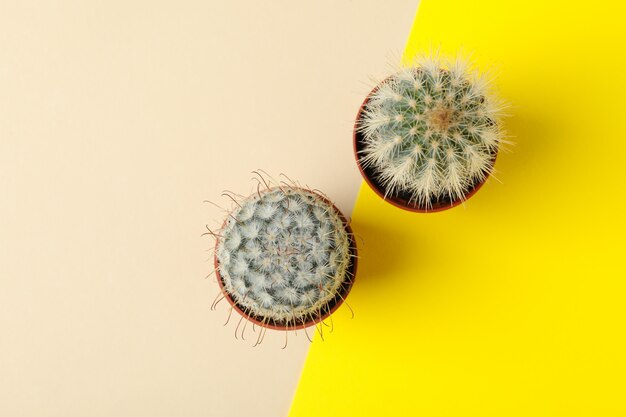 Cactus en pots sur une surface bicolore