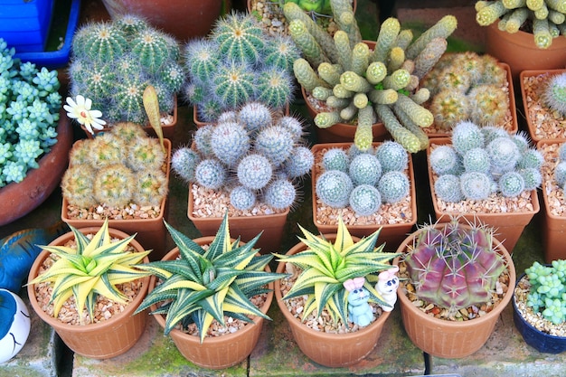 Cactus en pots à vendre