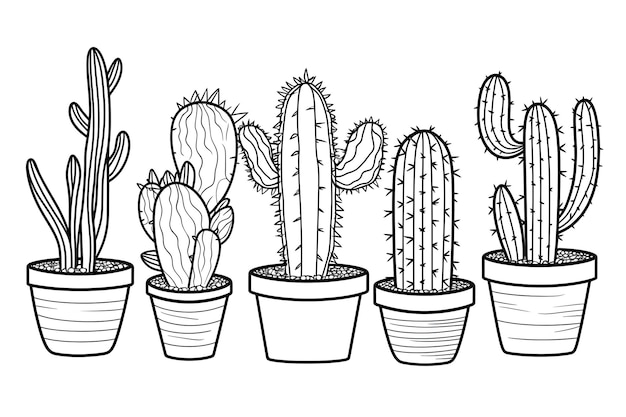 Cactus en pots