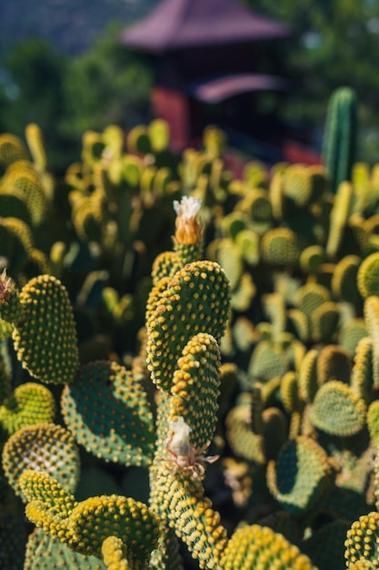 Le cactus pousse dans les climats chauds et arides Le cactus pousse dans la nature De grandes aiguilles de cactus sont visibles Cactus verts avec de longues aiguilles