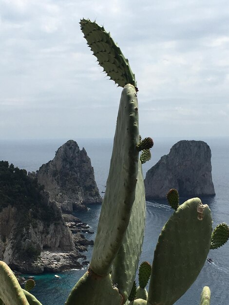 Photo un cactus pousse sur un rocher dans la mer contre le ciel.