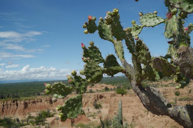 Les cactus poussent sur les arbres par les montagnes contre le ciel