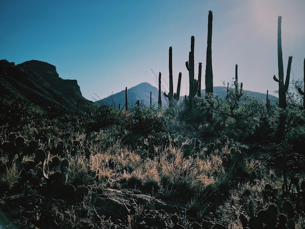 Des cactus poussent sur le champ contre le ciel.