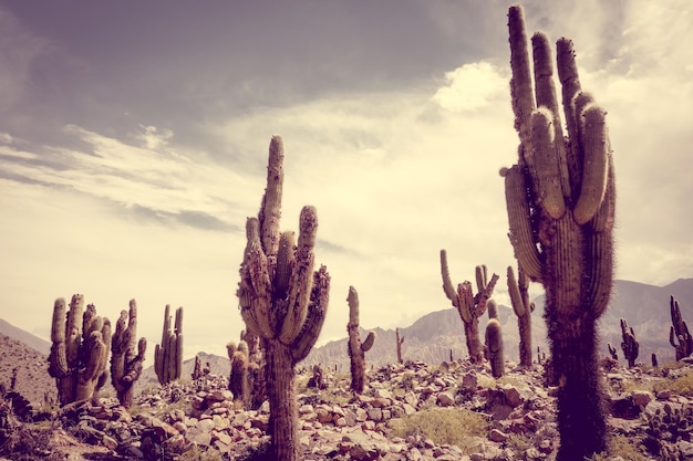 Photo des cactus poussent sur le champ contre le ciel.