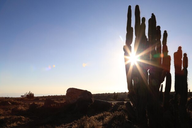 Photo des cactus poussent sur le paysage contre le ciel au coucher du soleil