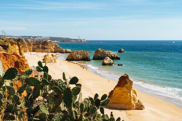 Cactus près de la plage au Portugal.