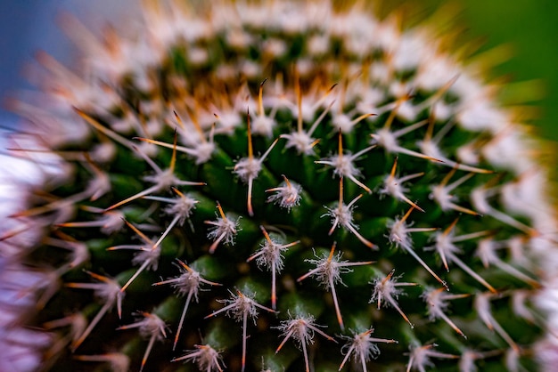 cactus près