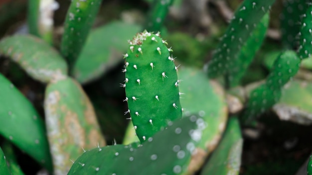 cactus près