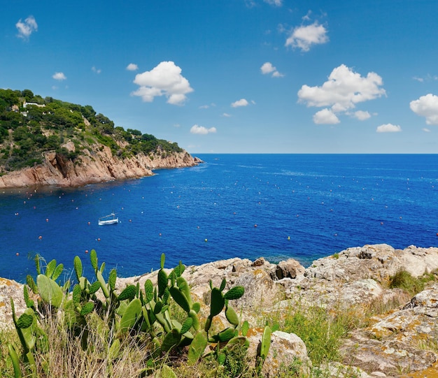 Cactus sur le rivage d'été