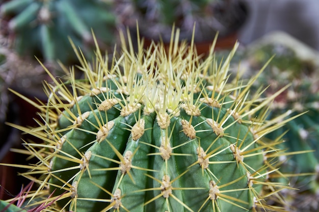 Cactus rond épineux avec de longues aiguilles jaunes.