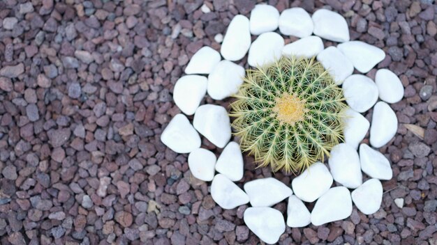 Cactus rond vert parmi les pierres blanches fond vue de dessus