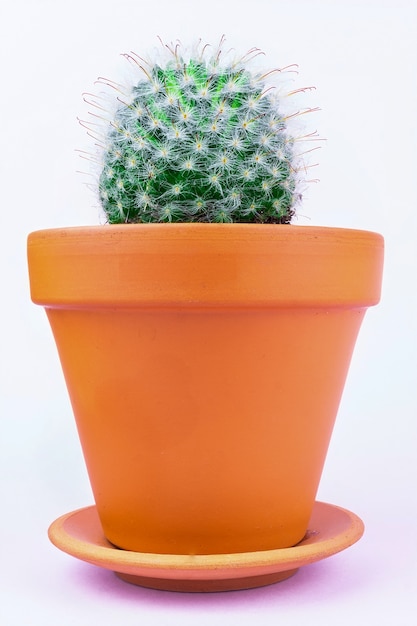 Cactus sur une rose