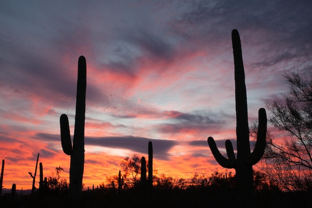 Cactus Saguaro Désert de Sonora Coucher de soleil Saguaro NP AZ