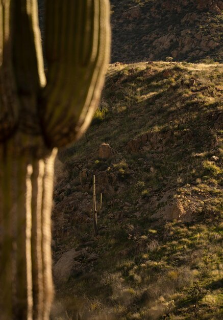 le cactus saguaro