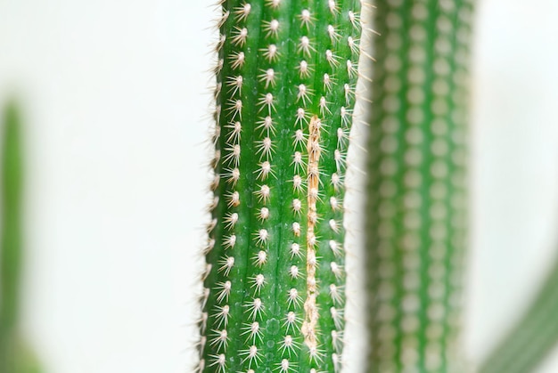 Cactus San Pedro Echinopsis pachanoi