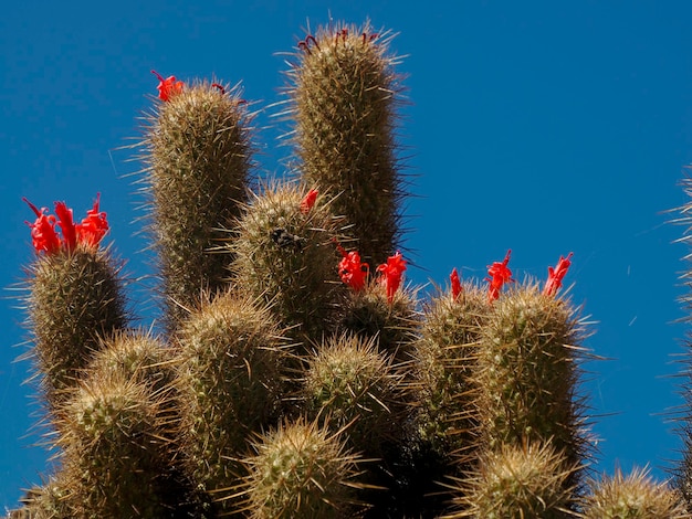 Un cactus sauvage dans la baie de Magdalena à l'île de Santa Margarita, en Californie du Sud.