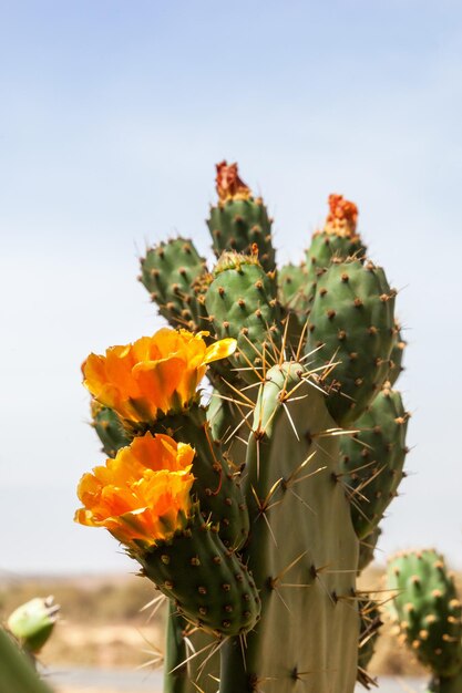 Le cactus sauvage en fleurs en Afrique