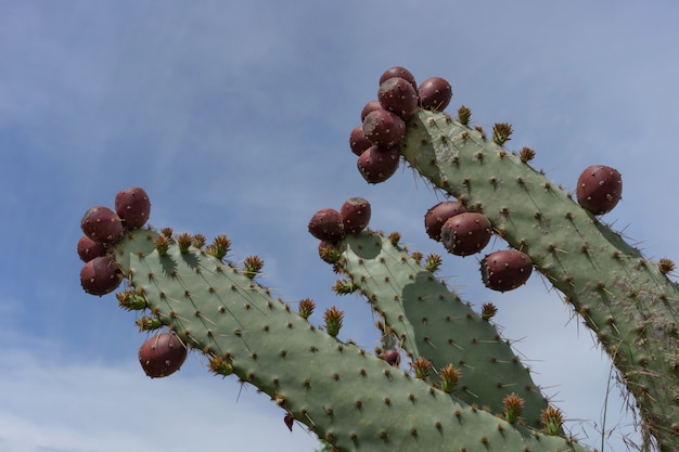 Cactus sauvage avec des fruits délicieux sur un ciel bleu.