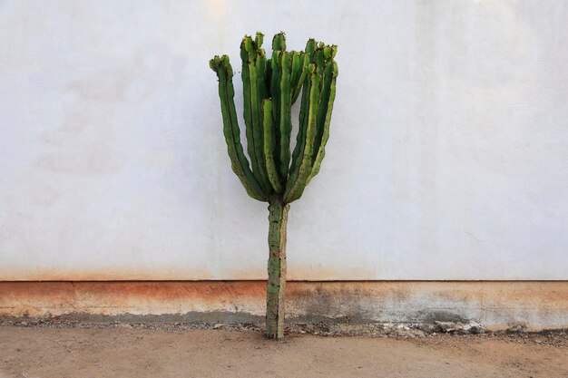 Photo cactus solitaire