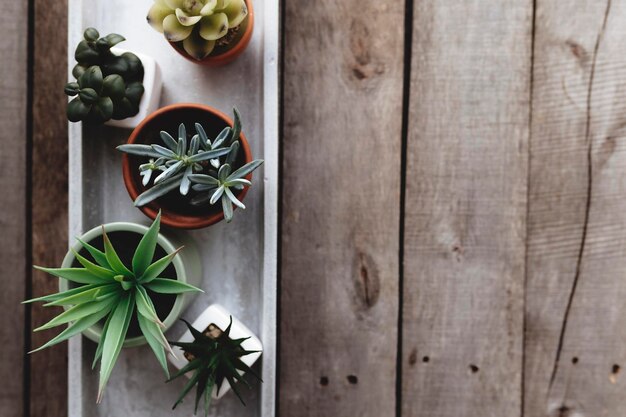 Cactus et succulentes assortis sur un stand en béton gris sur un fond en bois hobby de jardinage