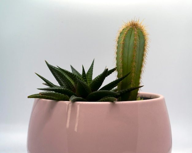 Cactus et succulentes en pot