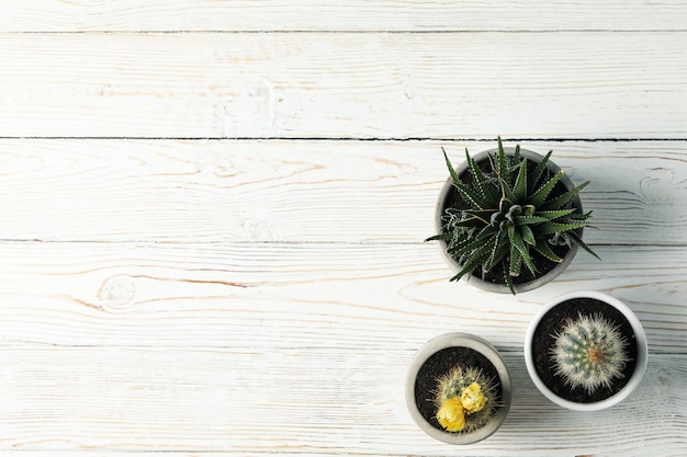 Cactus sur une surface en bois