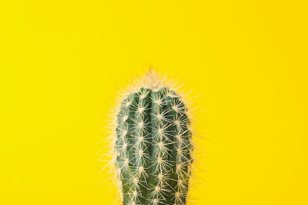 Cactus sur surface jaune