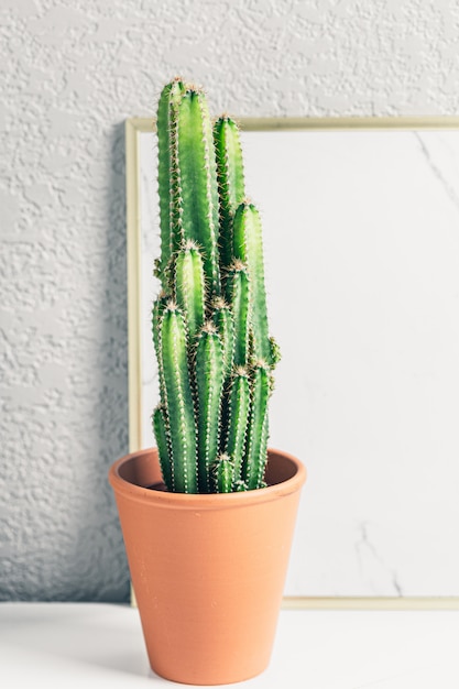 Cactus Sur Table Blanche