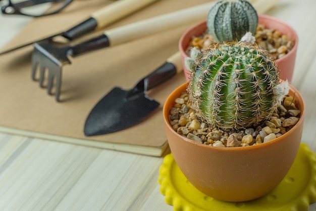 Le cactus sur la table en bois blanc