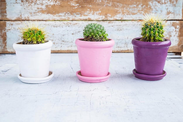 Cactus sur une table en bois