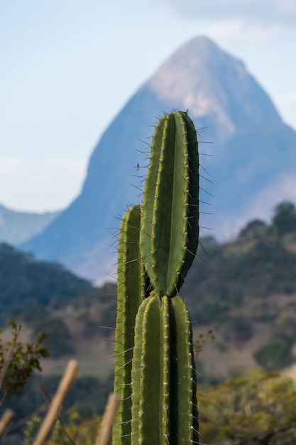 cactus et végétation au premier plan avec la belle vue sur les montagnes de petropolis