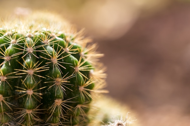 Le cactus vert aux épines acérées