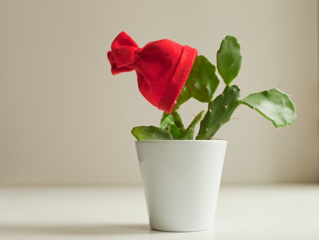 Cactus vert avec chapeau de Noël rouge ou bonnet en pot blanc. Fleur décorée drôle avec le chapeau du père Noël en attente de la fête du nouvel an