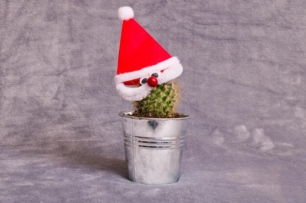 Cactus vert en chapeau de Noël rouge sur fond gris