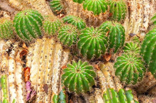 Cactus vert dans le jardin botanique de Funchal sur l'île de Madère