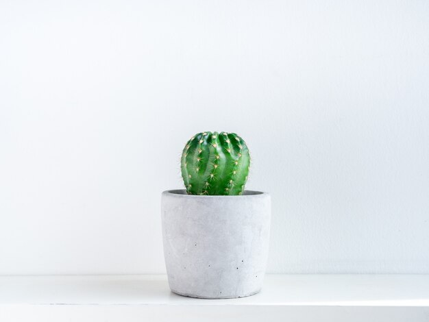 Cactus vert dans un pot en béton