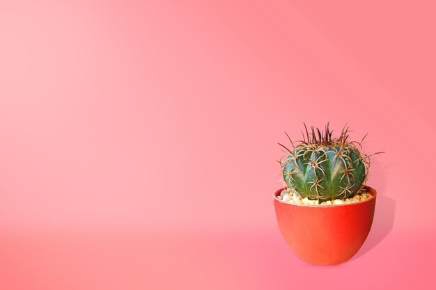 Cactus vert dans un pot rougeâtre