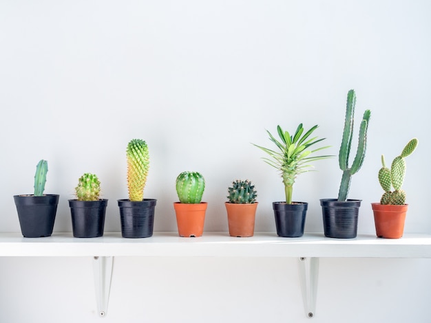 Cactus vert dans des pots en béton sur une étagère blanche.