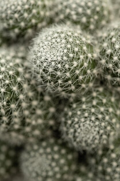 Cactus vert avec des épines acérées dans le jardin, cactus succulent du désert d'été.