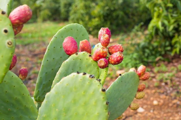 Cactus vert figue de Barbarie avec fruits en plein air