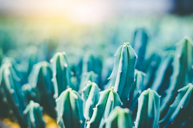 Cactus vert flou bouchent cactus oreilles de lapin ou Opuntia Microdasys flou fond