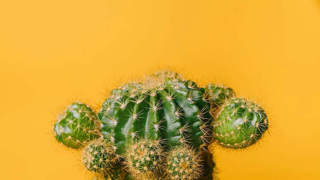 Cactus vert sur fond jaune