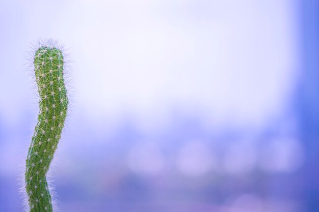 Photo un cactus vert sur le fond de la ville