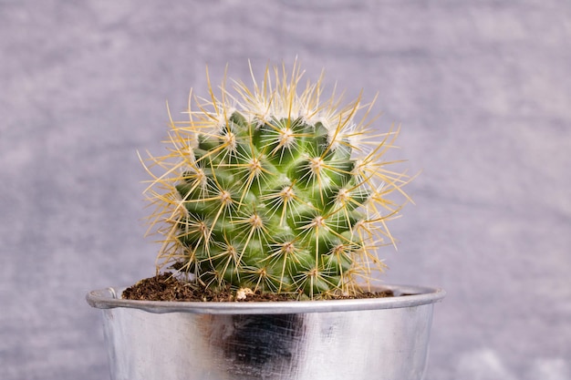 Cactus vert en forme de boule sur fond gris