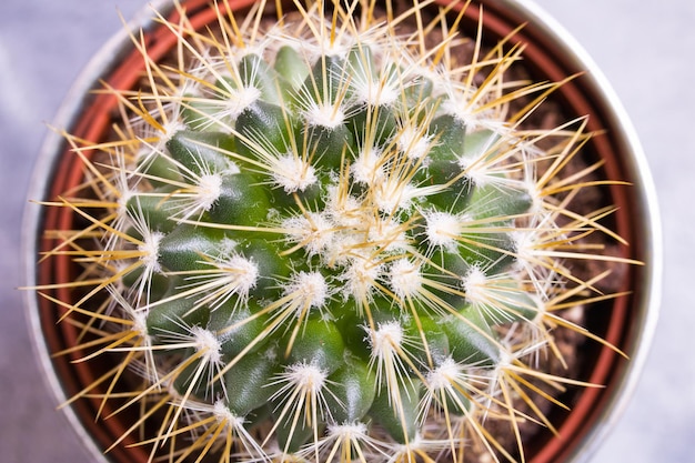 Cactus vert en forme de boule sur fond gris